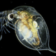 Illustration for article titled 700-year-old animals, found in lake sediment, are revived in Oklahoma